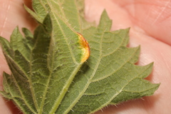 Puccinia urticata