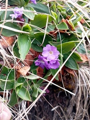Primula glaucescens