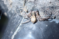 Philodromus aureolus