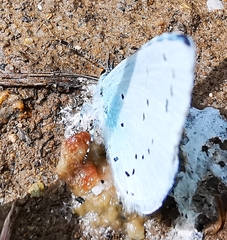 Celastrina argiolus