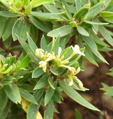 Pimelea umbratica