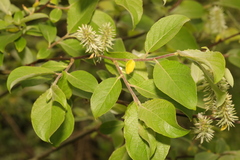 Salix caprea