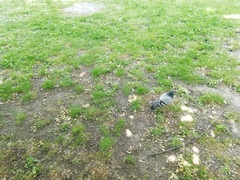 Columba livia domestica