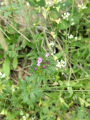 Lamium amplexicaule orientale