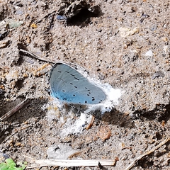 Celastrina argiolus
