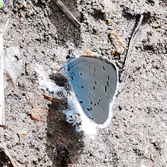 Celastrina argiolus
