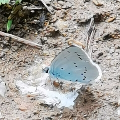 Celastrina argiolus