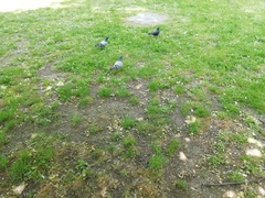 Columba livia domestica