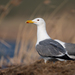 Steppe Gull - Photo (c) Dmitry Dubikovskiy, some rights reserved (CC BY-NC), uploaded by Dmitry Dubikovskiy