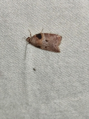 Garella