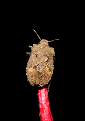 Megymenum brevicorne