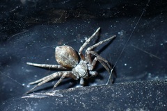 Philodromus aureolus