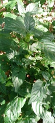 Isoglossa woodii