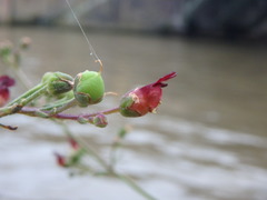 Scrophularia nodosa