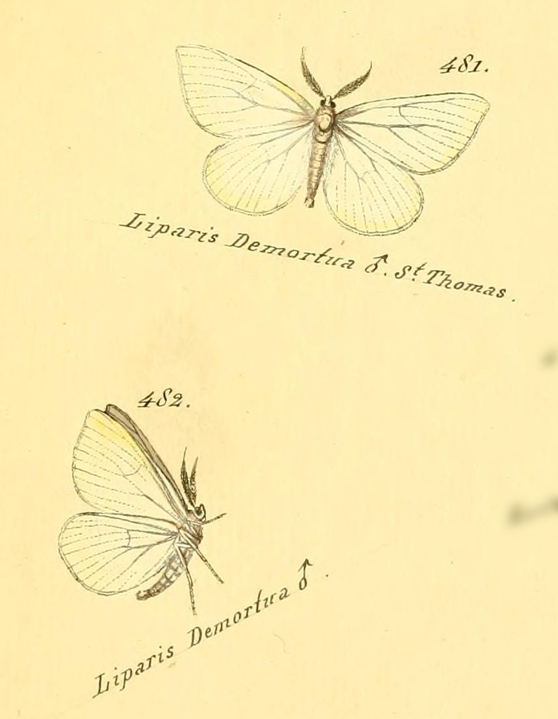 Eloria demortua