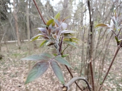 Sambucus racemosa
