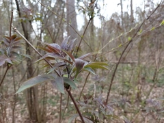 Sambucus racemosa