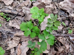 Chelidonium majus