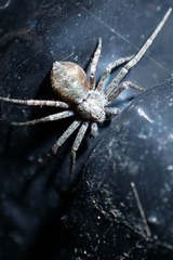 Philodromus aureolus