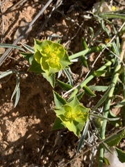 Euphorbia serrata