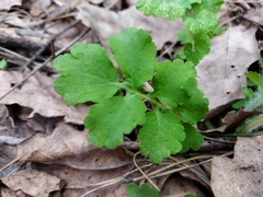 Chelidonium majus