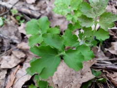 Chelidonium majus