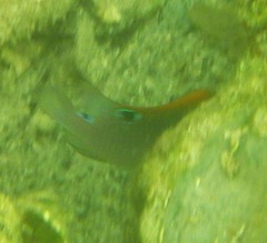 Stegastes adustus