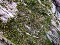 Pylaisia polyantha