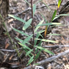 Pimelea stricta