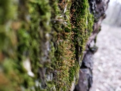 Pylaisia polyantha