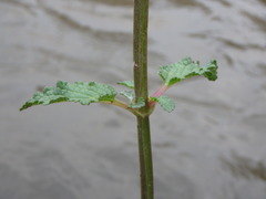 Scrophularia nodosa