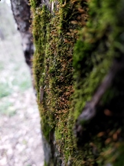 Pylaisia polyantha