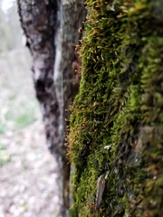 Pylaisia polyantha