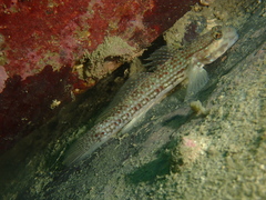 Campbell's Sandgoby photo 2