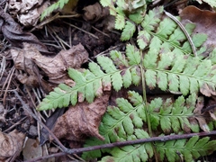 Dryopteris carthusiana