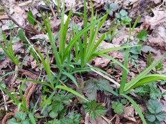 Rabelera holostea