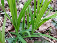 Rabelera holostea