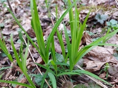 Rabelera holostea