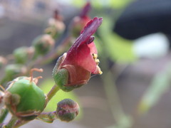 Scrophularia nodosa