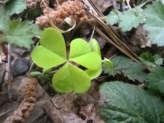 Oxalis acetosella