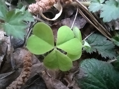 Oxalis acetosella