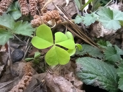 Oxalis acetosella