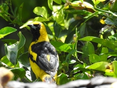 Icterus mesomelas