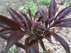 Sambucus racemosa