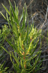 Lobostemon marlothii