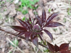 Sambucus racemosa