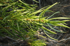Lobostemon marlothii