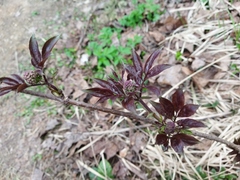 Sambucus racemosa