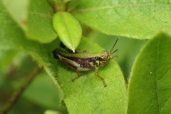 Parapodisma