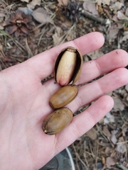 Quercus robur
